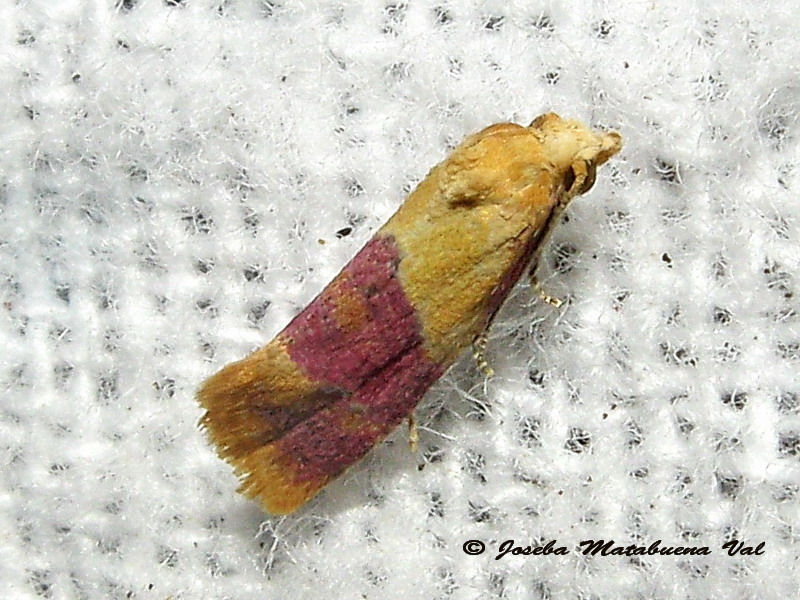 Diceratura ostrinana - Tortricidae